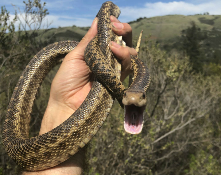 Pacific Gopher Snake